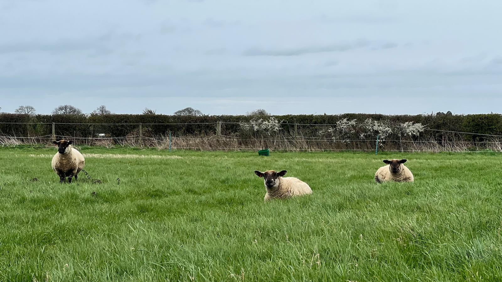 Sheep at Cropwell Farm