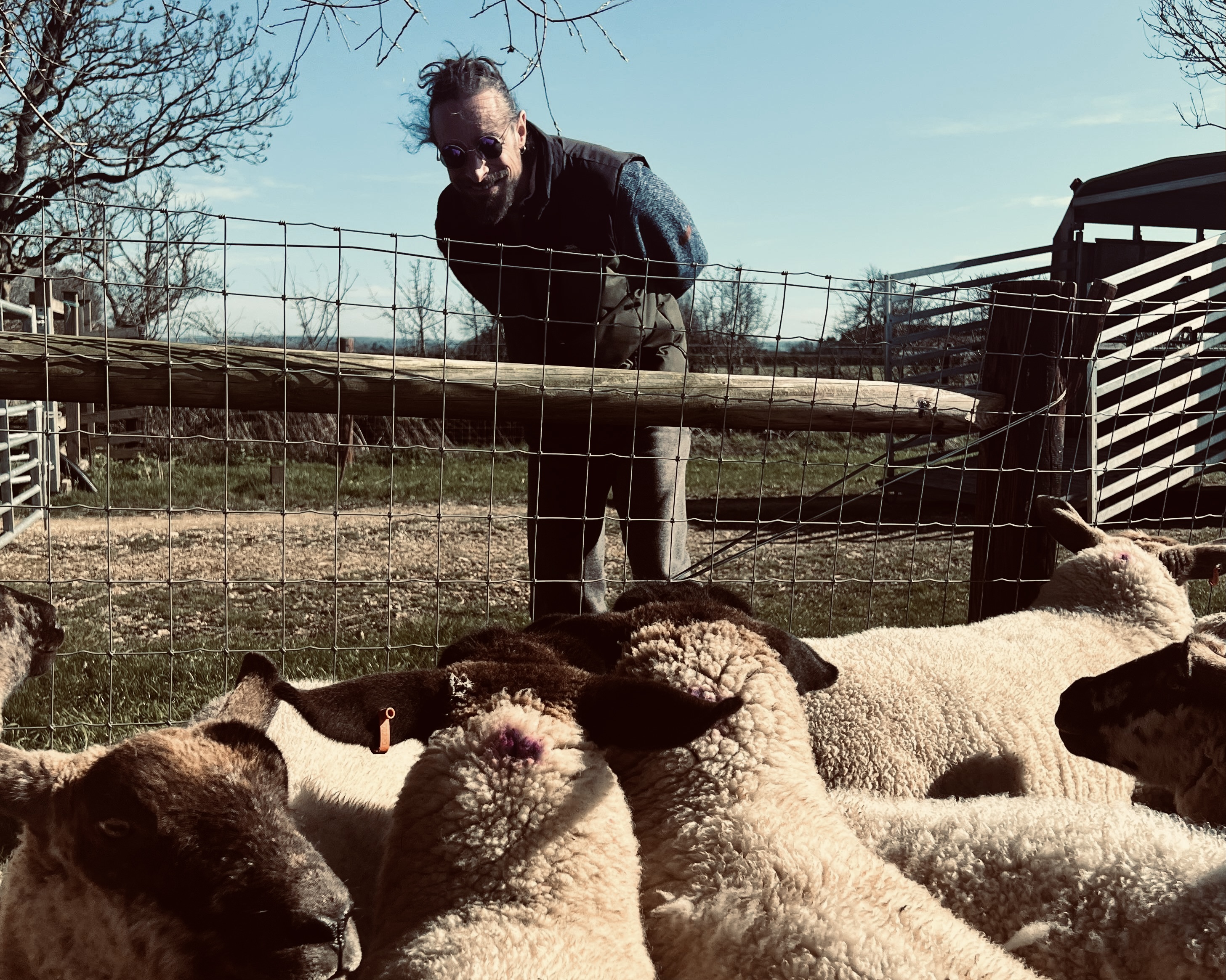 Tristan with sheep at Cropwell Farm Shop - a product practitioner's pro-bono side quest
